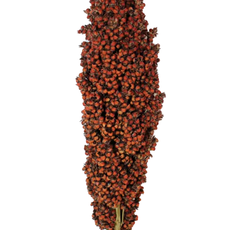 PRAIRIE PEARLS™ ORANGE