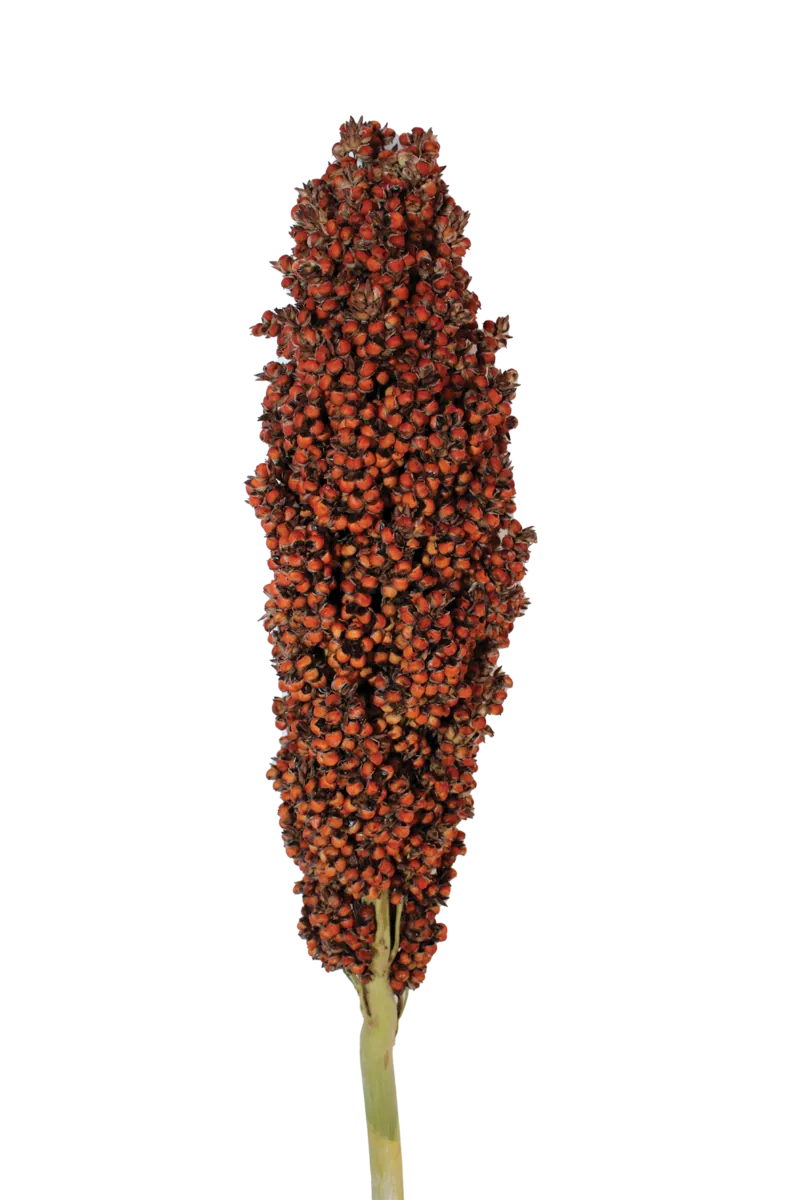 PRAIRIE PEARLS™ ORANGE