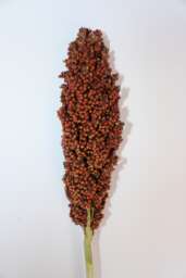 Sorghum Prairie Pearls Orange