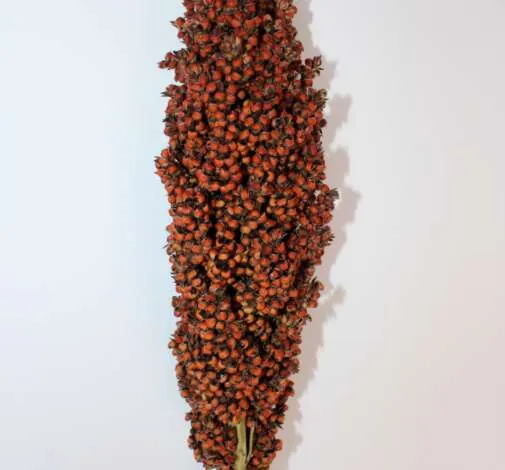 Sorghum Prairie Pearls Orange