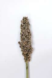 Sorghum Prairie Pearls White