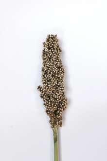 Sorghum Prairie Pearls White