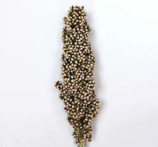 Sorghum Prairie Pearls White