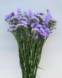Spia Lavender
