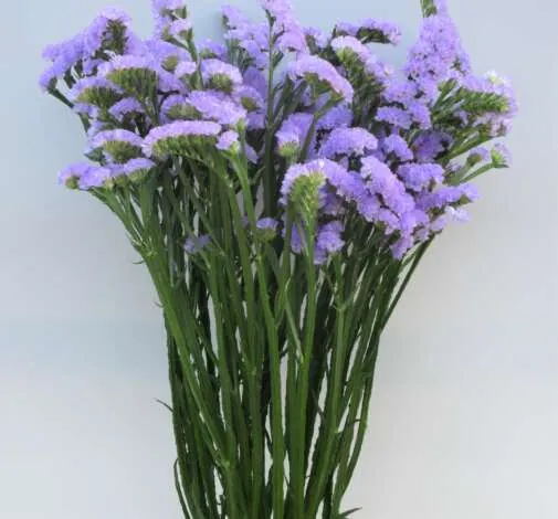 Spia Lavender