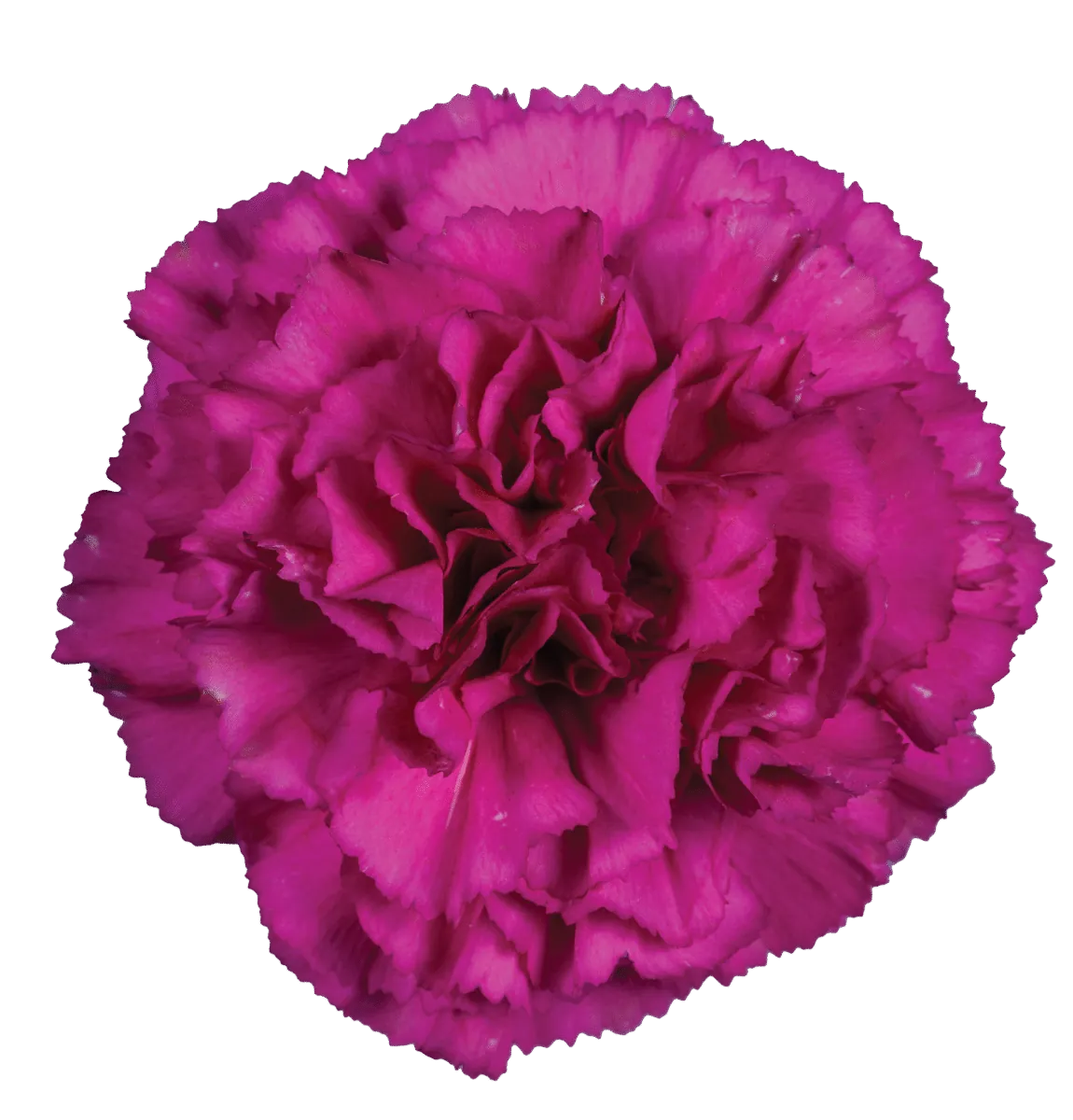 Tesoro Amara_Catalog