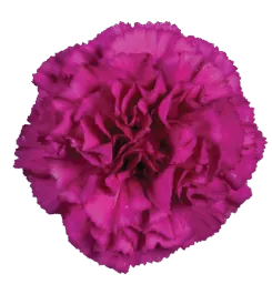 Tesoro Amara_Catalog
