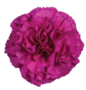 Tesoro Amara_Catalog
