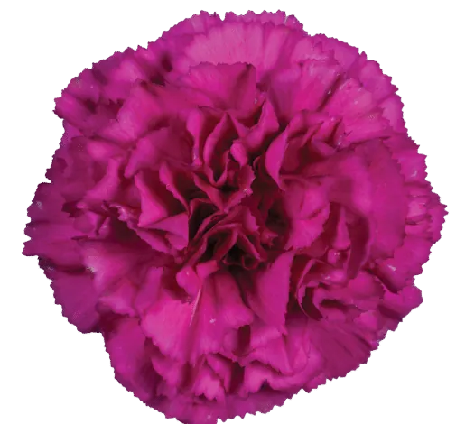 Tesoro Amara_Catalog