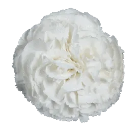 Tesoro Luma_Catalog