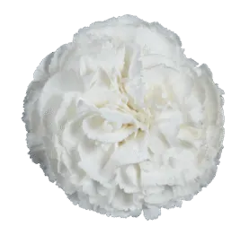 Tesoro Luma_Catalog