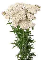 Achillea Magical Atlanta