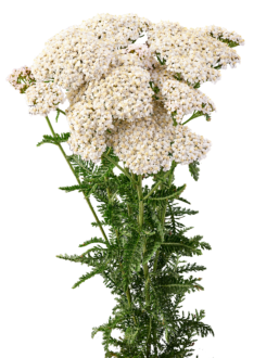 Achillea Magical Atlanta