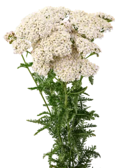 Achillea Magical Atlanta