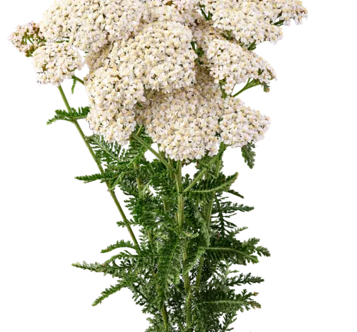 Achillea Magical Atlanta
