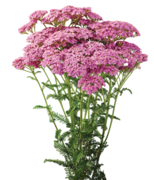 Achillea Magical Chicago