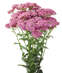 Achillea Magical Chicago