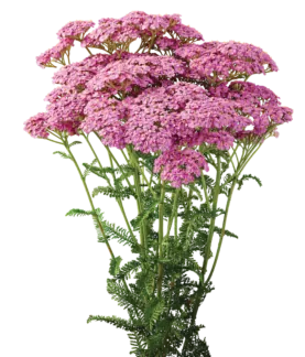 Achillea Magical Chicago