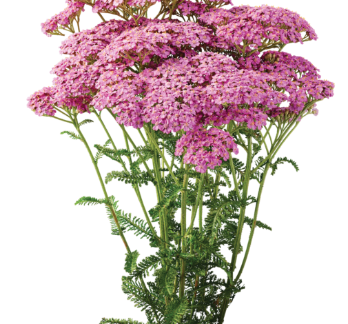 Achillea Magical Chicago