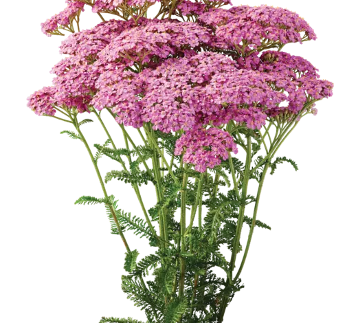 Achillea Magical Chicago