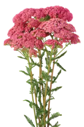 Achillea Magical Orlando