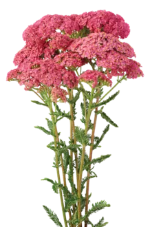 Achillea Magical Orlando