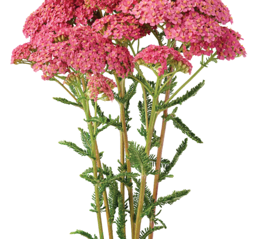 Achillea Magical Orlando