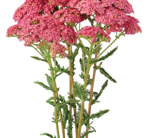 Achillea Magical Orlando