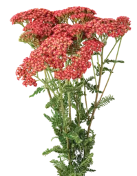 Achillea Magical Phoenix