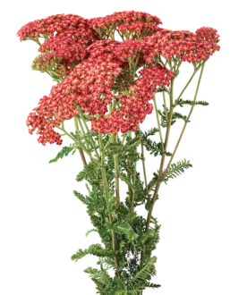 Achillea Magical Phoenix