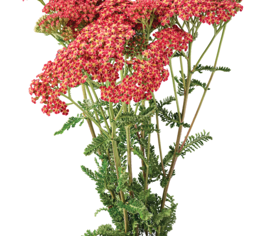 Achillea Magical Phoenix