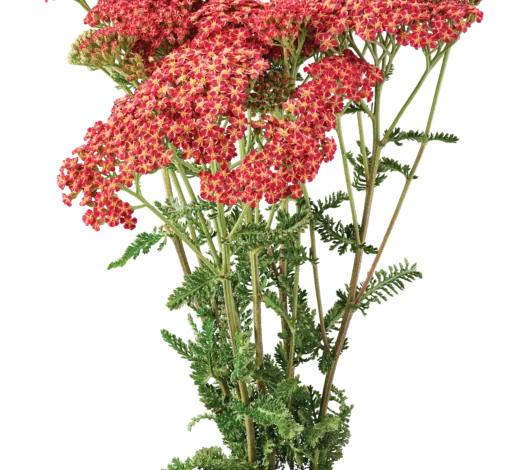 Achillea Magical Phoenix