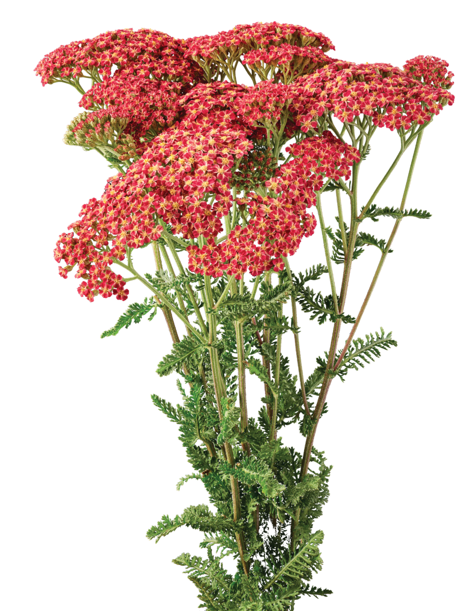MAGICAL® PHOENIX - Danziger