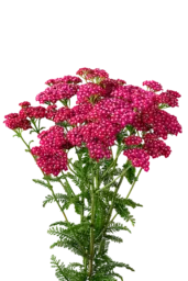 Achillea Magical Red Orleans