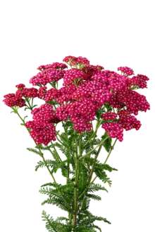 Achillea Magical Red Orleans
