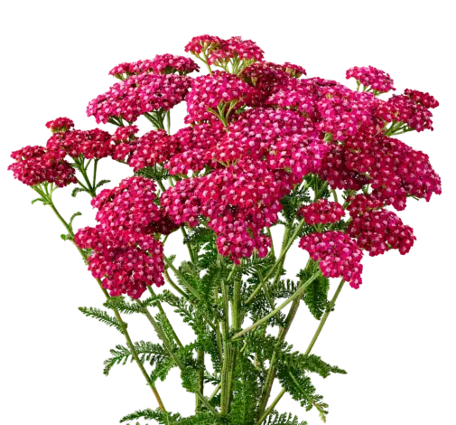 Achillea Magical Red Orleans