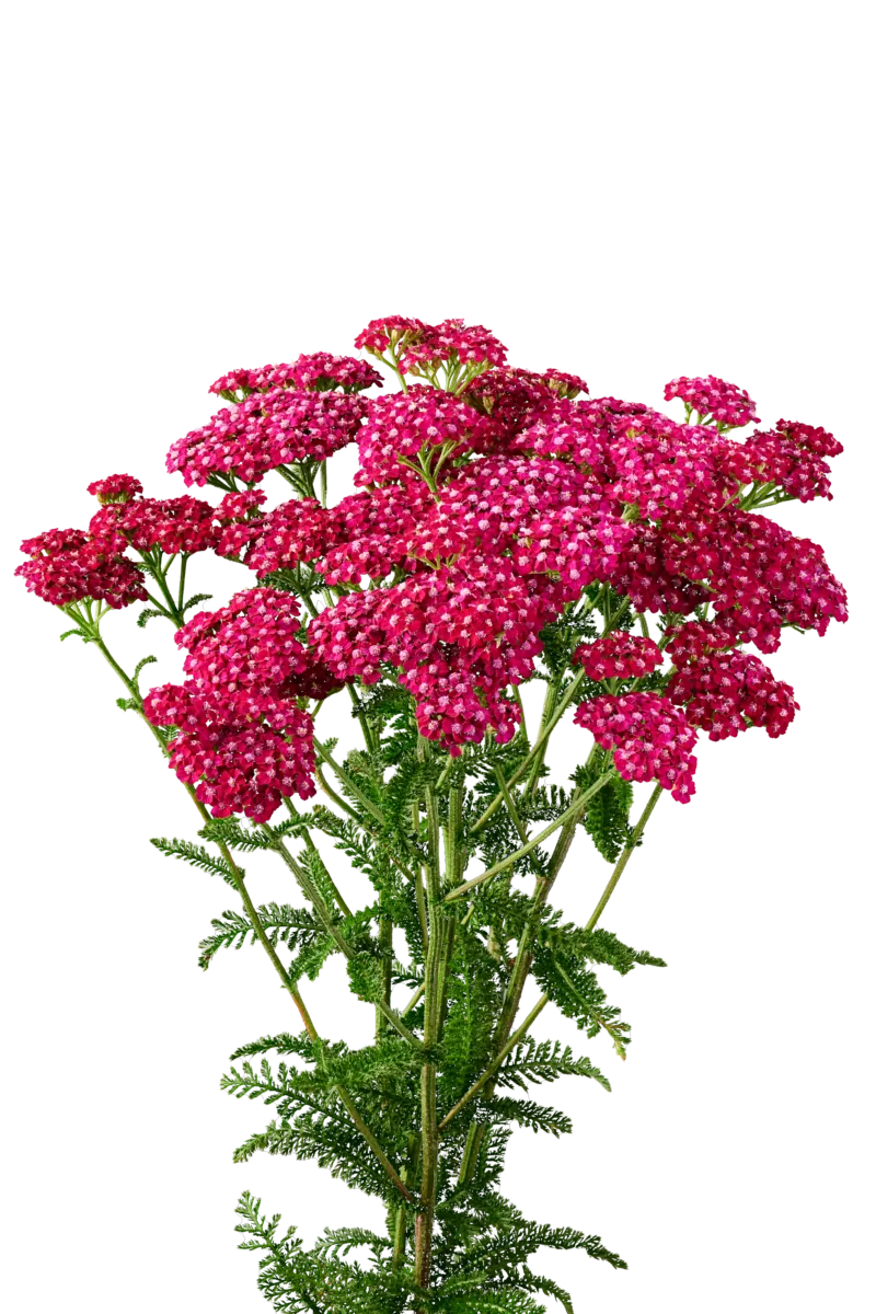 Achillea Magical Red Orleans