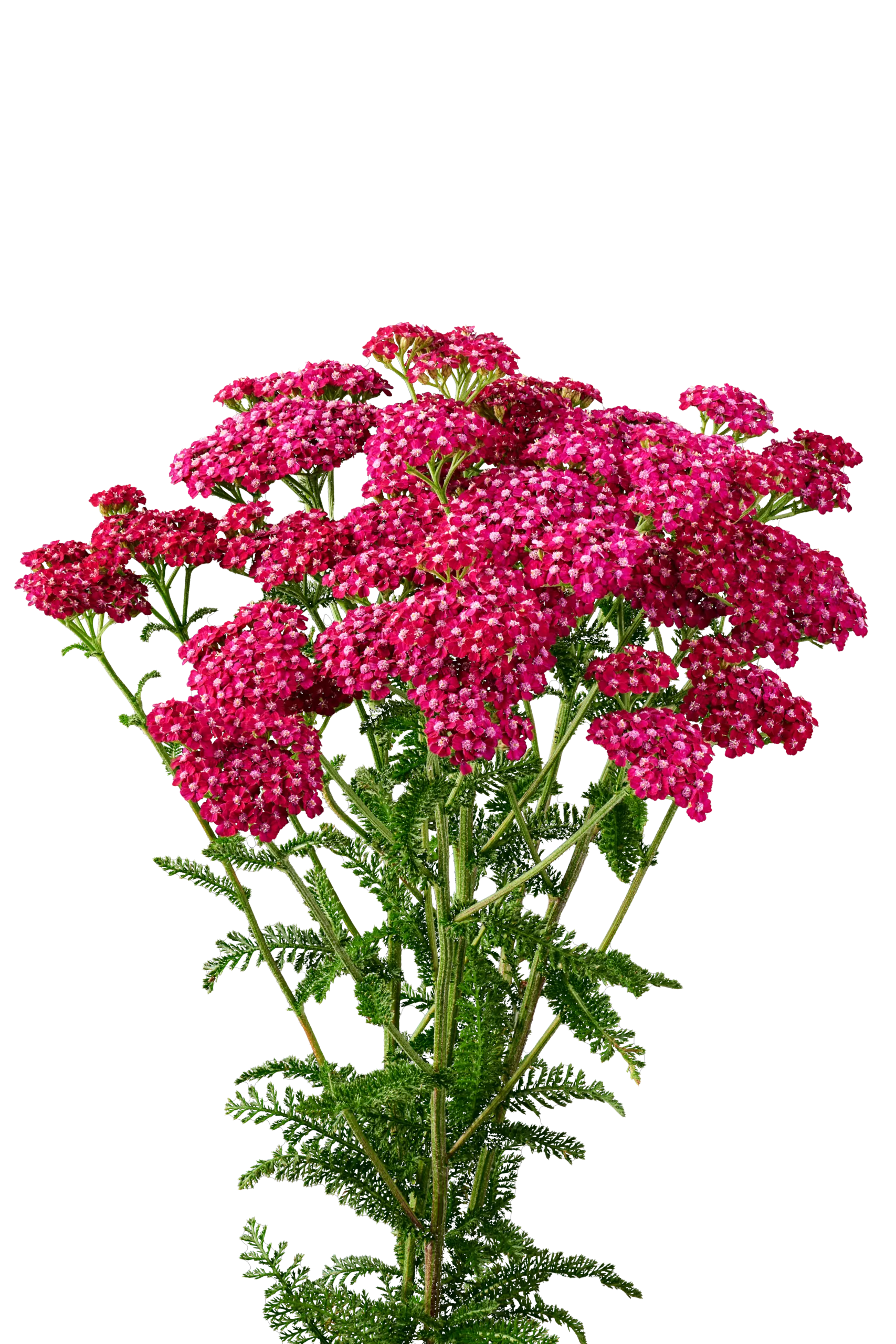 MAGICAL® ORLEANS - Danziger