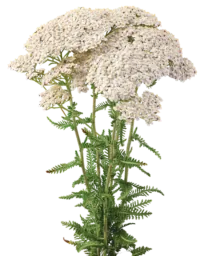 Achillea Magical Sacramento