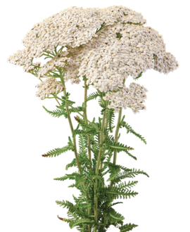 Achillea Magical Sacramento