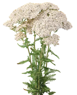 Achillea Magical Sacramento