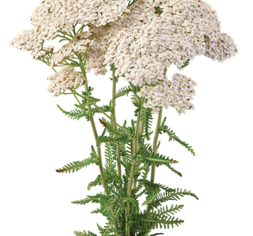 Achillea Magical Sacramento