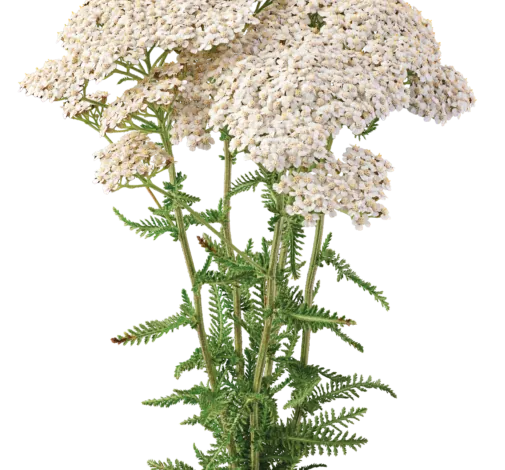 Achillea Magical Sacramento