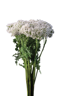 Achillea Magical White Francisco