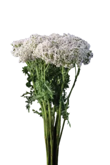 Achillea Magical White Francisco