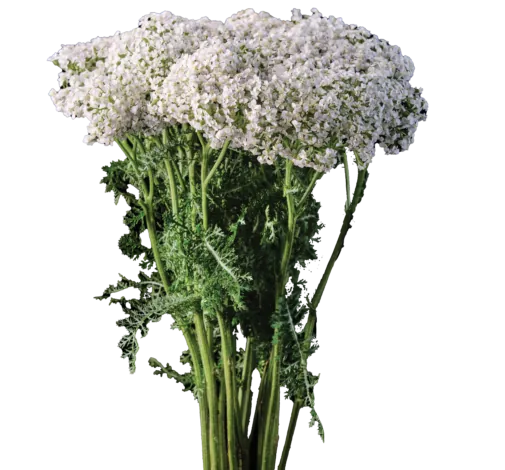 Achillea Magical White Francisco