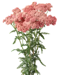 Achillea Magical Angeles