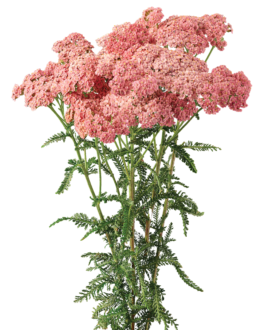 Achillea Magical Angeles