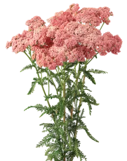 Achillea Magical Angeles