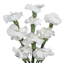 FRESH ™ Pearl